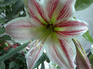 amarilis