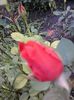 Fotografii-0547