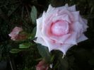 Fotografii-0588