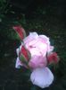 Fotografii-0595