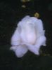 Fotografii-0598