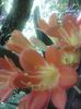 clivia