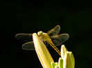 DSCN3192