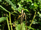 DSCN3203