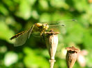 DSCN3205