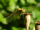 DSCN3206