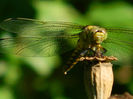 DSCN3213