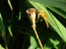 DSCN3217
