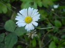Bellis perennis (2013, June 15)