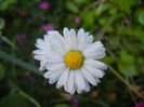 Bellis perennis (2013, June 15)