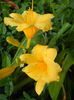 Hemerocallis Stella de Oro (2013, Jun.15)