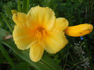 Hemerocallis Stella de Oro (2013, Jun.15)