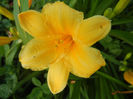 Hemerocallis Stella de Oro (2013, Jun.15)