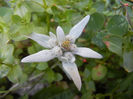 Leontopodium alpinum (2013, June 15)