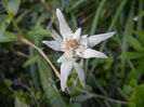 Leontopodium alpinum (2013, June 15)