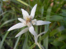 Leontopodium alpinum (2013, June 15)