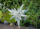 Leontopodium alpinum (2013, June 15)