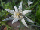 Leontopodium alpinum (2013, June 15)