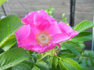 Rosa rugosa (2013, June 15)