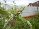 Buddleja davidii Purple (2013, Jun.02)