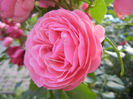 Rose Louise Odier (2013, June 15)