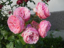 Rose Louise Odier (2013, June 15)