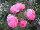 Rose Blue Perfume (2013, June 15)