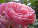 Rose Louise Odier (2013, June 15)