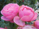 Rose Blue Perfume (2013, June 15)