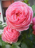 Rose Louise Odier (2013, June 15)