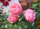 Rose Louise Odier (2013, June 15)