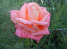 Rose Artistry (2013, June 15)
