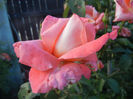 Rose Artistry (2013, June 15)