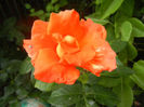 Rose Monica (2013, June 14)