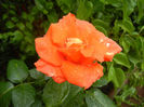 Rose Monica (2013, June 14)