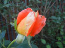 Rose Monica (2013, June 15)