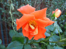 Rose Monica (2013, June 15)