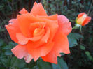 Rose Monica (2013, June 15)
