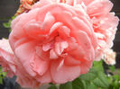 Rose Pleasure (2013, June 14)