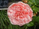 Rose Pleasure (2013, June 14)