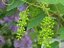 DSCN4336