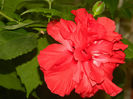 DSCN4508