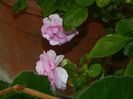 DSCN4511