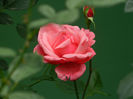 DSCN4516