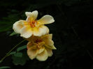 DSCN4519