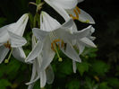 DSCN4524
