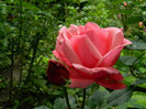 DSCN4530