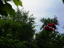 DSCN4531