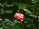 DSCN4534