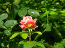 DSCN4595